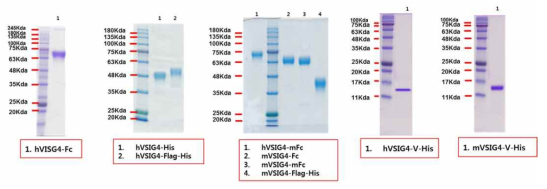 Affinity column chromatography를 통해 정제된 다양한 VSIG4 항원