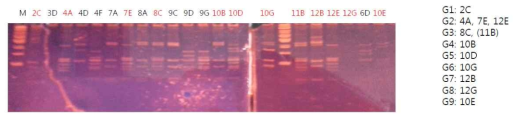 2차 패닝 시도에서 얻어진 mono 파아지 21종에 대한 BstNI fingerprinting