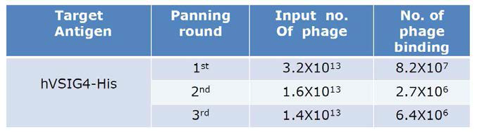 세 번의 패닝을 통해 enrich된 양성 anti-VSIG4 파아지 항체 pool의 titration