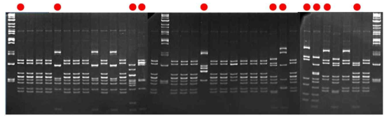 항 VSIG4 양성 모노 파아지 클론들의 ScFv에 대한 BstN1 제한효소에 의한 fingerprinting