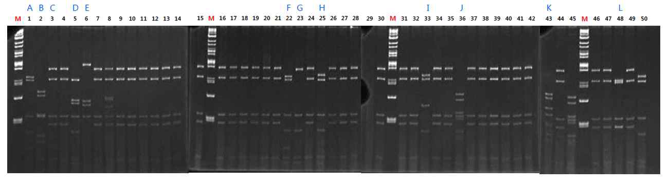 3차 패닝 시도에서 얻어진 mono 파아지 278종에 대한 BstNI fingerprinting