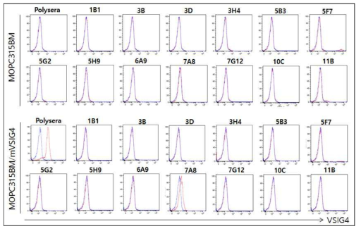 마우스 VSIG4에 교차결합하는 항-VSIG4 항체의 스크리닝