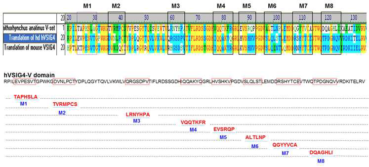 Epitope mapping을 위해 제작된 hVSIG4 mutant 8종