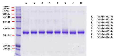 HEK293 임시발현을 통해 정제된 hVSIG4 mutant-Fc 8종의 SDS-PAGE 분석