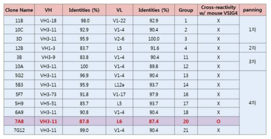 1차년도에 선별된 항-VSIG4 hit 항체 13종