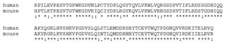 Human과 mouse VSIG4 항원에 대한 아미노산 서열 비교