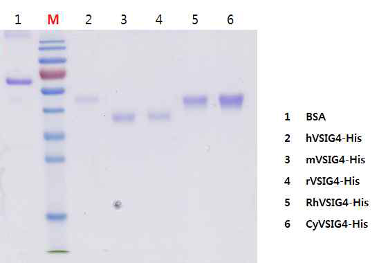 Ni2+-bead affinity chromatography를 통한 이종항원의 정제