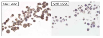 VSIG4 과발현 및 음성 세포주에서 항-VSIG4 항체의 IHC 결과