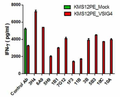 Allogenic mixed lymphocyte reaction에서 항-VSIG4 인간항체의 T cell suppression 차단효과 평가