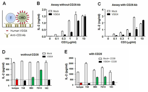 VSIG4 과발현 CHO 세포주 기반 T cell suppression에 대한 항-VSIG4 선도항체의 차단효과