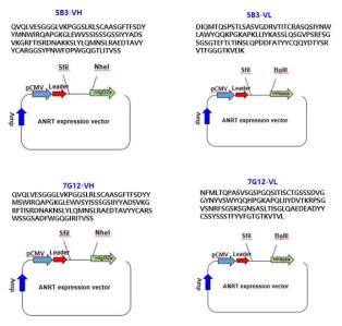 VSIG4 항체 5B3와 7G12의 에이앤알티 임시발현 시스템으로의 클로닝