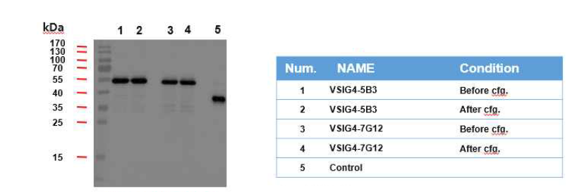 HEK293 임시발현을 통해 발현된 항-VSIG4 항체 5B3와 7G12 의 배양액에 대한 웨스턴 블럿