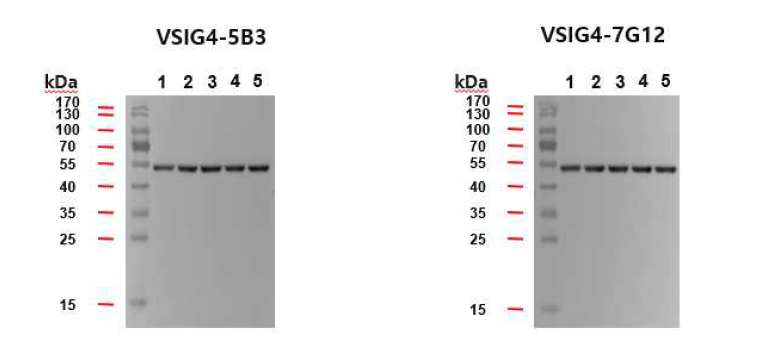 VSIG4 항체 5B3와 7G12 대량생산 배양액의 웨스턴 블롯