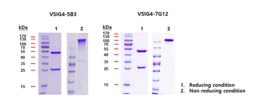 VSIG4 항체 5B3와 7G12 각 0.5g 생산