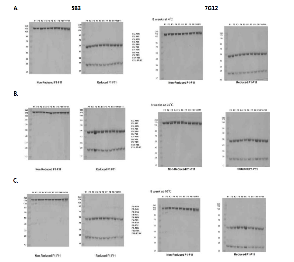 온도별 8주 저장 후 5B3 및 7G12 항체의 SDS-PAGE 결과. (A) 4 ℃, (B) 25 ℃, (C) 40 ℃