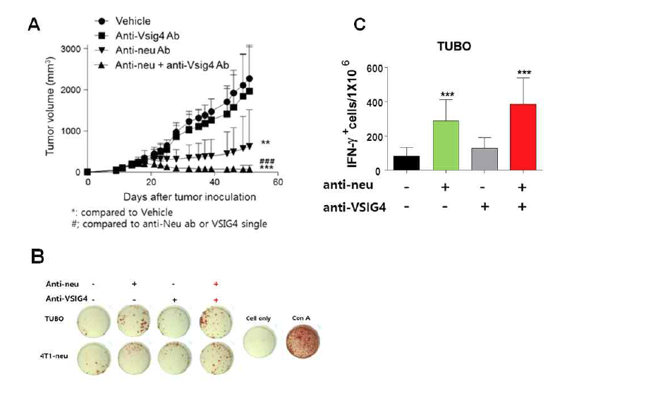 TUBO 유방암 마우스 모델에서 VSIG4 차단 항체의 치료 효과