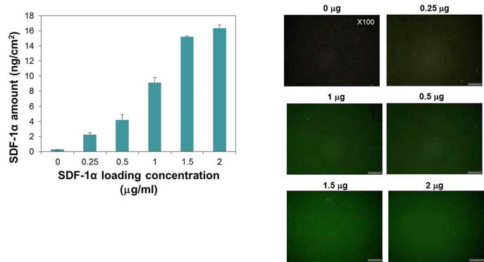 표면에 담지된 SDF-1α를 ELISA를 통해서 정량 분석 및 형광 이미지를 통한 정성 분석