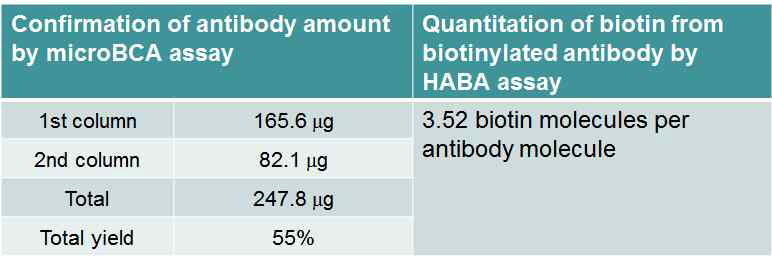 바이오틴 결합 정도 확인 및 항체 정제도 확인