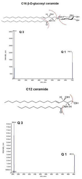 C16 glucosylceramide 및 C12 ceramide의 fragment peak확인