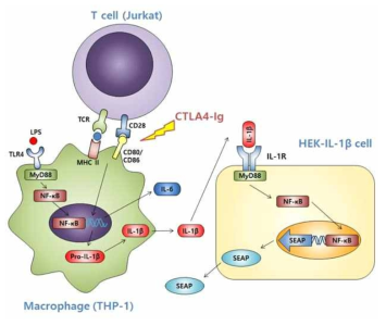 CTLA4-Ig in vitro 효능 평가법 구축