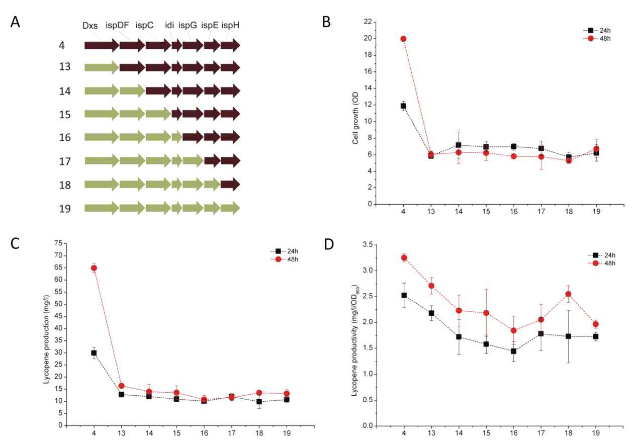 A. MEP 경로 유전자 증폭 모식도 (갈색 화살표: pSTV28-Km 플라스미드에 관련 유전자 증폭, 검은색 화살표: pBBR1MCS5 플라스미드에 관련 유전자 증폭), B. 균체 성장 그래프, C. 라이코펜 생산량, D. 균체량에 따른 라이코펜 생산성