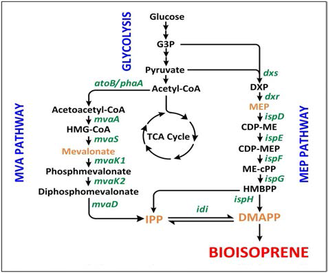 Diphosphomevalonate에 의한 MvaK1 효소의 feed-back inhibition