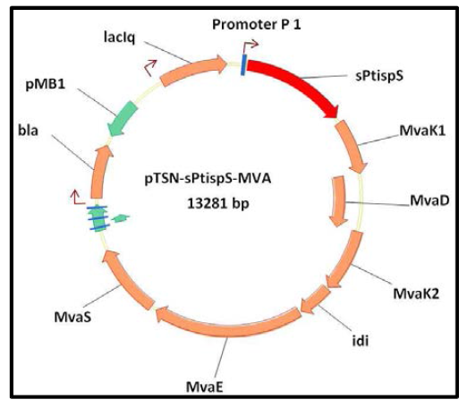 Isoprene synthase와 MVA경로 를 통합한 pTSN-sPt-MVA 플 라스미드
