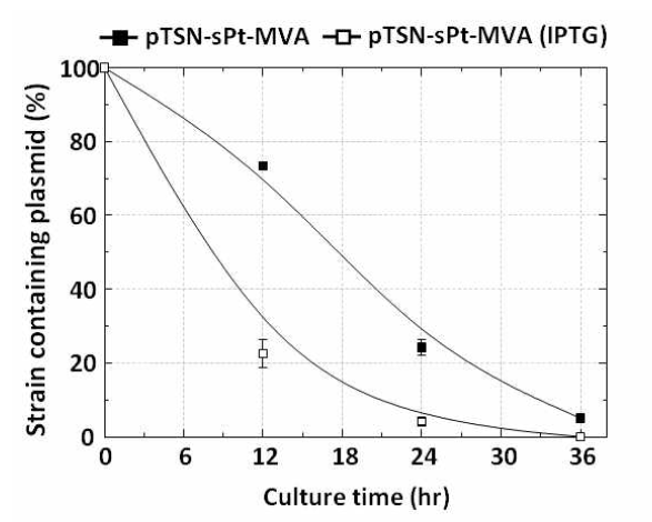 단일플라스미드인 pTSN-sPt-MVA의 세포내 안정성확인