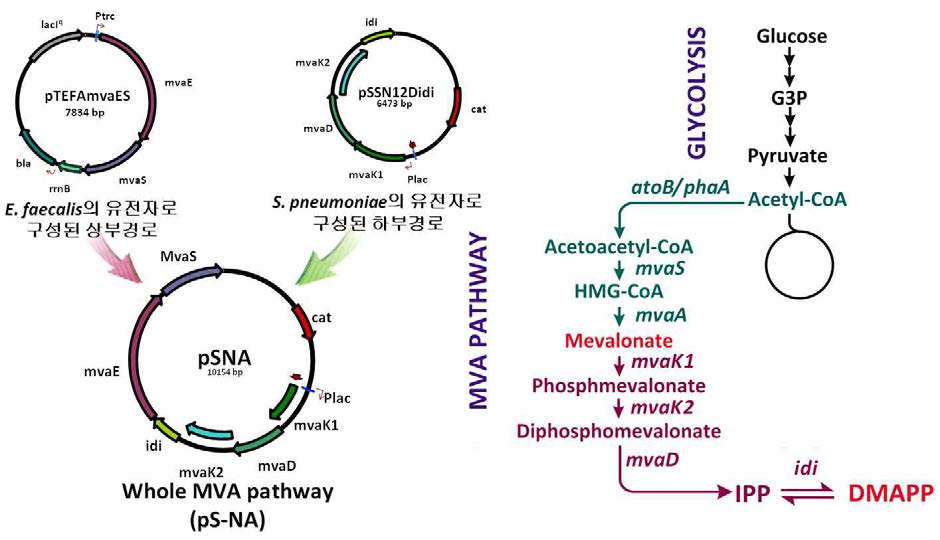 MVA경로를 포함하는 pS-NA 플라스미드와 DMAPP 생합성경로