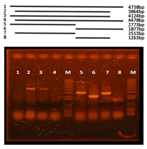 PCR을 통한 유전자 도입 확인