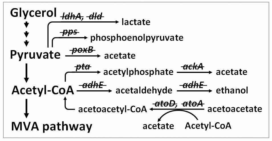 대장균에서 acetyl-CoA와 pyruvate 대사경로와 부산물 생합성 경로