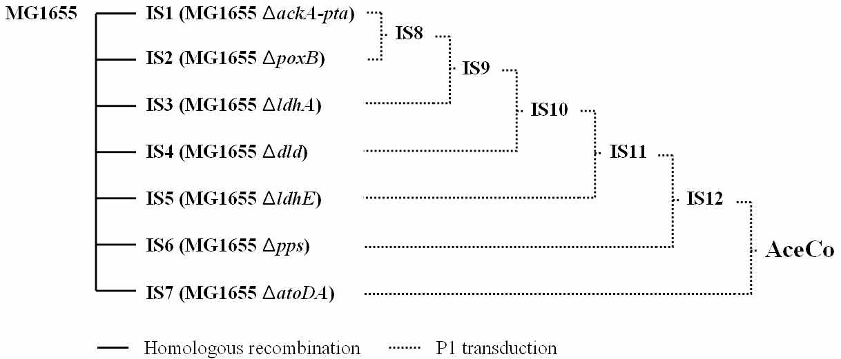 AceCo 균주 제작에 사용된 유전자 결손 균주와 제작과정