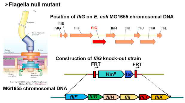 MG1655 지놈에서의 fli genes의 배열과 결손을 위한 카세트