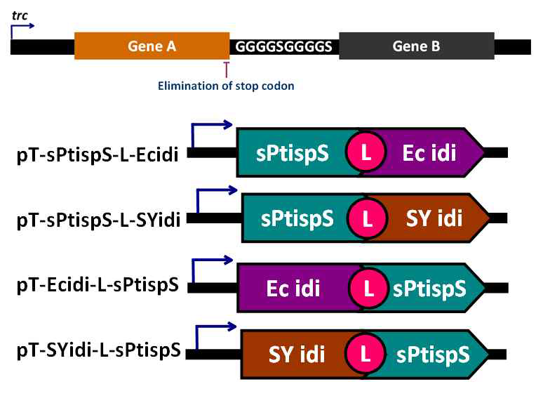 ISPS-IDI 융합단백질 구성도