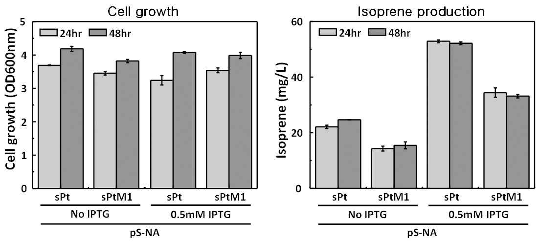 혐기적 배양을 통한 야생형과 돌연변이 ispS가 도입된 대장균의 이소프렌 생산성 비교