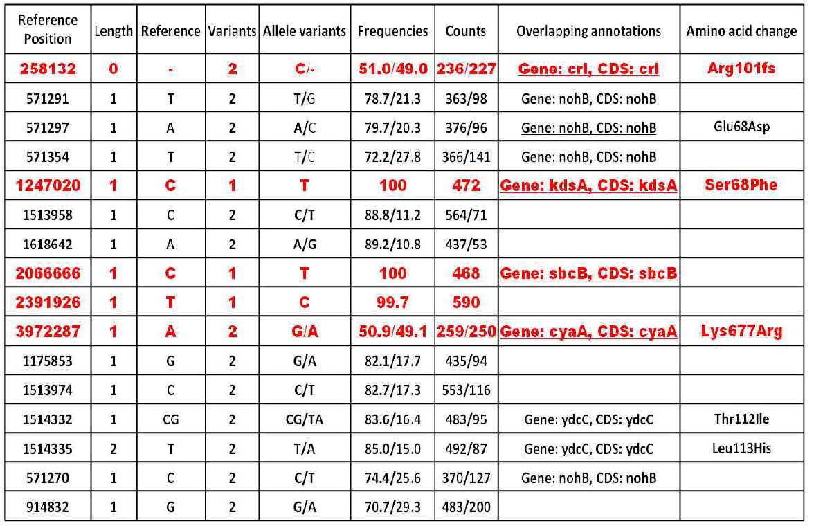 E. coli DH5α HP 균주의 돌연변이 유전자 확인