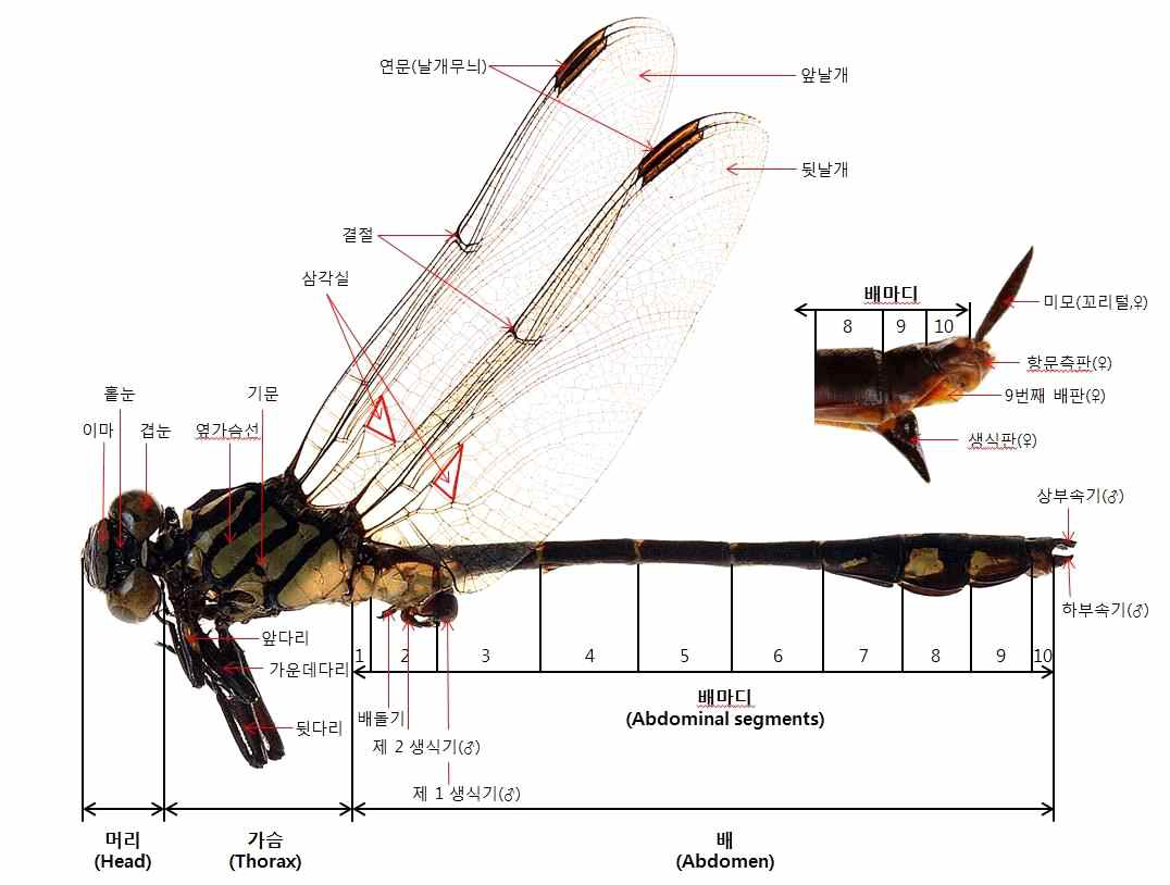 잠자리아목(Anisoptera) 형태정보 적용