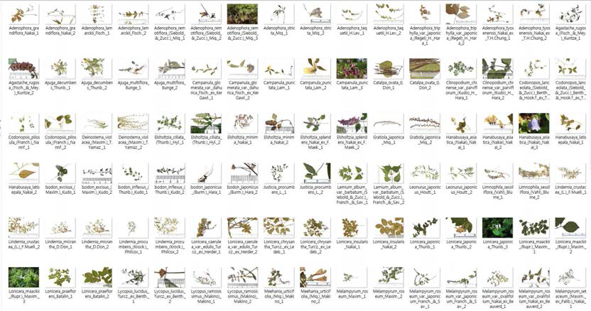 식물 전자도감에 적용된 이미지정보 구축 현황