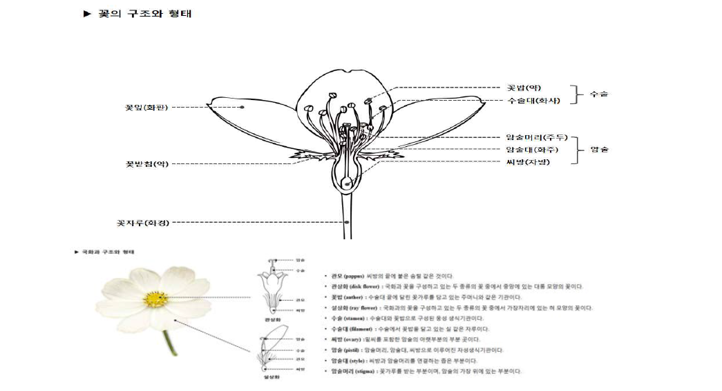 식물 형태정보 및 용어설명의 전자도감 적용