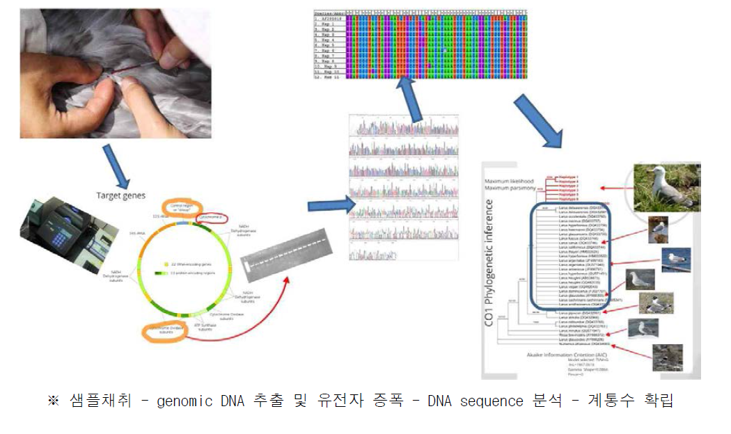 분자계통학적 형질 확보