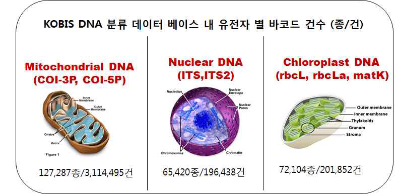 KOBIS DNA 분류 데이터베이스 내 유전자 별 바코드 건수