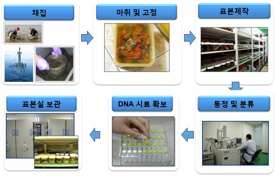 각 분류군별 생물다양성 정보 수집 과정