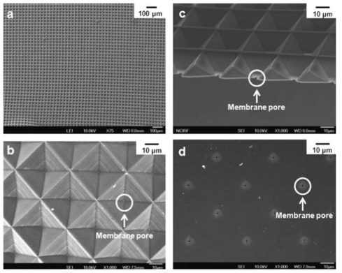 패턴형 등방공경 MINs MF 분리막 SEM 이미지 (a) 분리막 표면 (75배율), (b)분리막 표면 (1,000 배율), (c) 분리막 단면, (d) 분리막 밑면