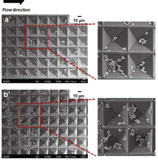 2와 5 ㎛ 구형 입자를 이용한 십자흐름형 여과 후의 입자 침적 SEM 이미지