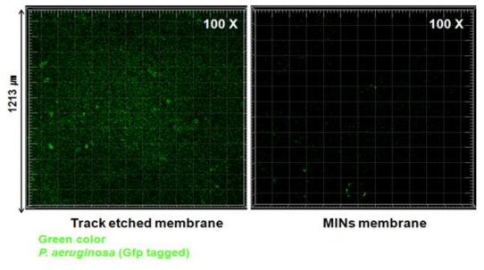 트랙-에치 분리막과 MINs 분리막의 미생물 부착성장실험 후 CLSM 이미지.