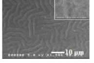 계층화 buckling된 PDMS 표면.