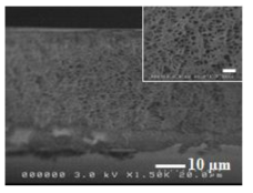 최종적으로 형성된 고분자막 단면에 존재하는 미세기공들의 SEM 이미지