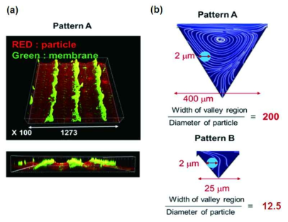 a) 400 마이크로의 높이와 너비를 갖는 패턴 분리막의 파울링 이미지와 b) 패턴 크기에 따른 입자 직경 대비 패턴 너비 비.