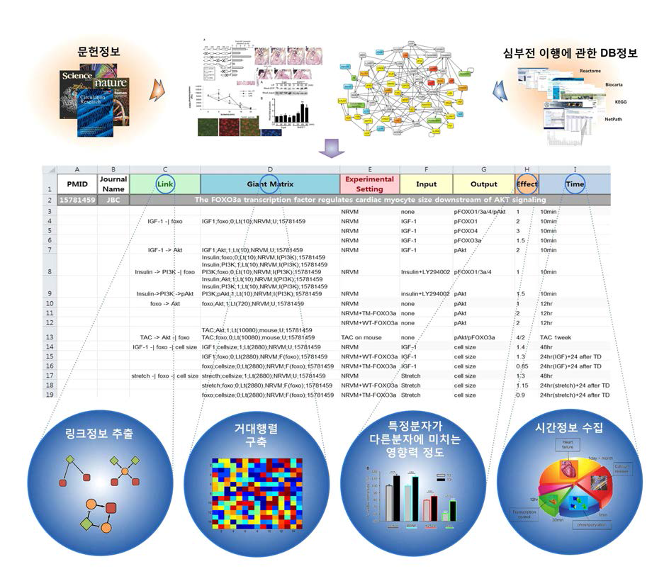 수집한 심근세포생리 관련 논문 및 대규모데이터를 활용가능한 정보로 재구성하는 과정에 대한 모식도