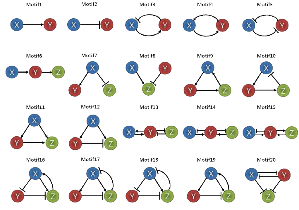 개발된 동역학 시뮬레이션 방법의 생물학적 타당성을 검증하는 데에 이용된 20개의 네트워크 모티프.